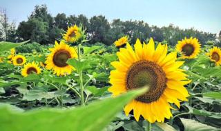 向日葵花海 向日葵花海